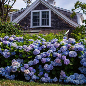 Mixrug Hydrangea full bloom adds dramatic summer color to beds.