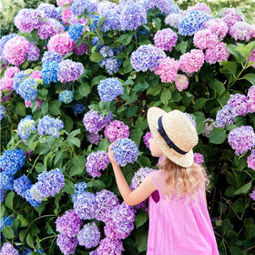 Mixrug Hydrangea hedge plant forms a lush privacy screen.