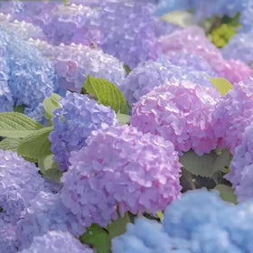 Mixrug Hydrangea large flower clusters create striking focal points.