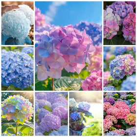 Mixrug Mix 152+ Hydrangea seed packet for color foundation in borders.