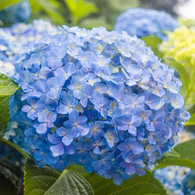 Mixrug Hydrangea soil pH color-change blooms offer unique tones.