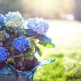 Mixrug Hydrangea young plant ready for early display and shade-friendly growth.