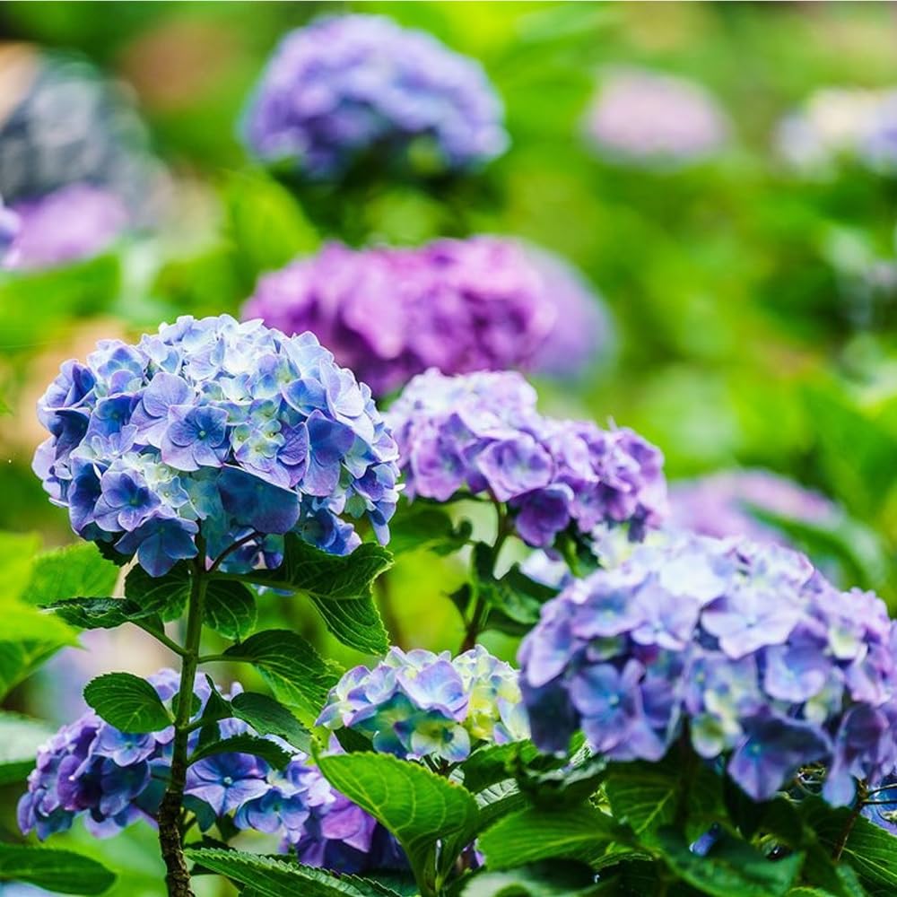 Mixrug Hydrangea hardy in zones 6–9 for versatile outdoor planting.