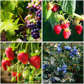 Mixrug mixed fruit seeds pack close-up for home garden planning and planting