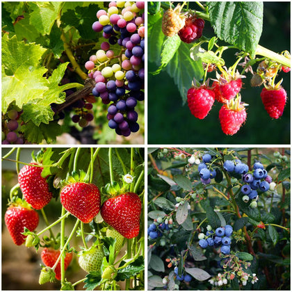 Mixrug mixed fruit seeds pack close-up for home garden planning and planting