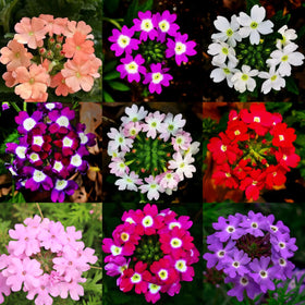 Mixrug mixed verbena seeds pack front promotes easy home gardening and seeding inspiration.