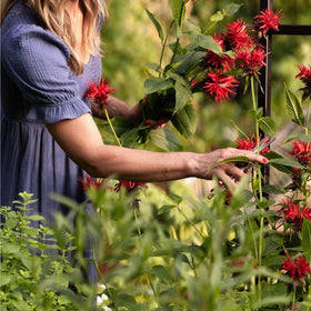 Mixrug Monarda didyma flowering spikes attract bees and butterflies.