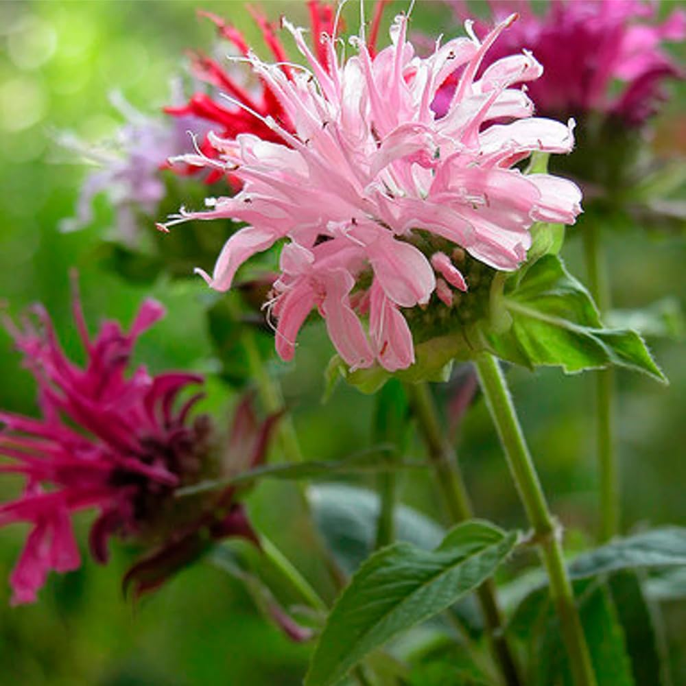 Mixrug Monarda didyma seeds sprout in the garden bed for quick growth.