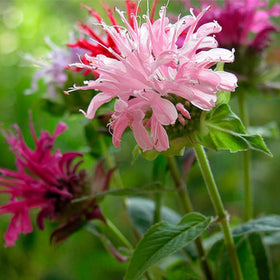 Mixrug Monarda didyma seeds sprout in the garden bed for quick growth.