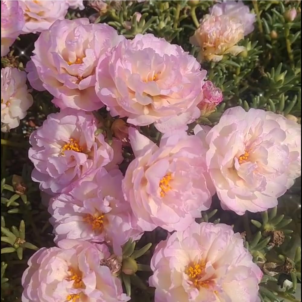 Mixrug Moss Rose bloom closeup shows bright petals and carefree low-maintenance growth.