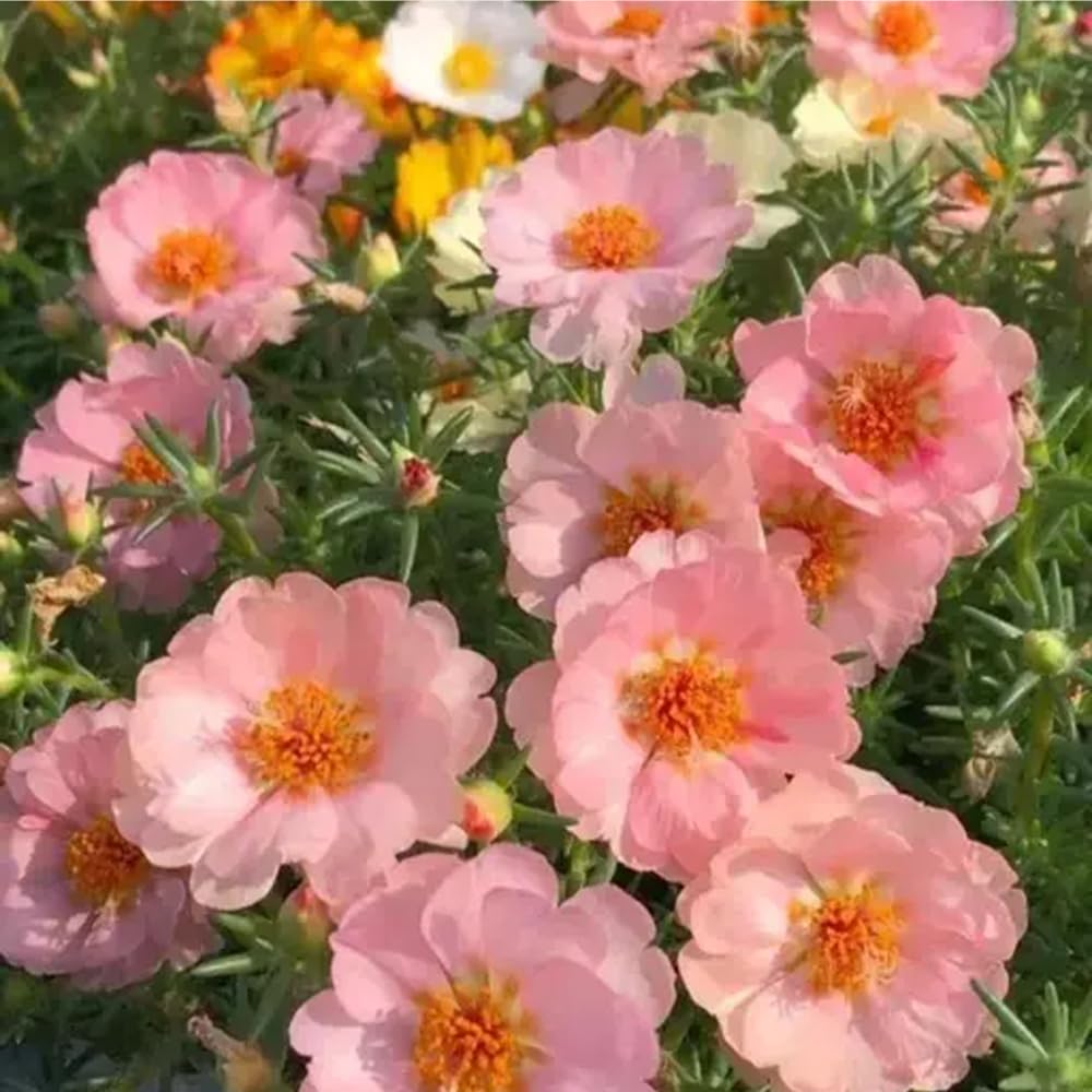 Mixrug Moss Rose groundcover spread creates a vivid carpet across the landscape.