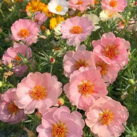 Mixrug Moss Rose groundcover spread creates a vivid carpet across the landscape.