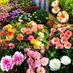 Mixrug Moss Rose seed pack ready for outdoor planting and vibrant summer color.