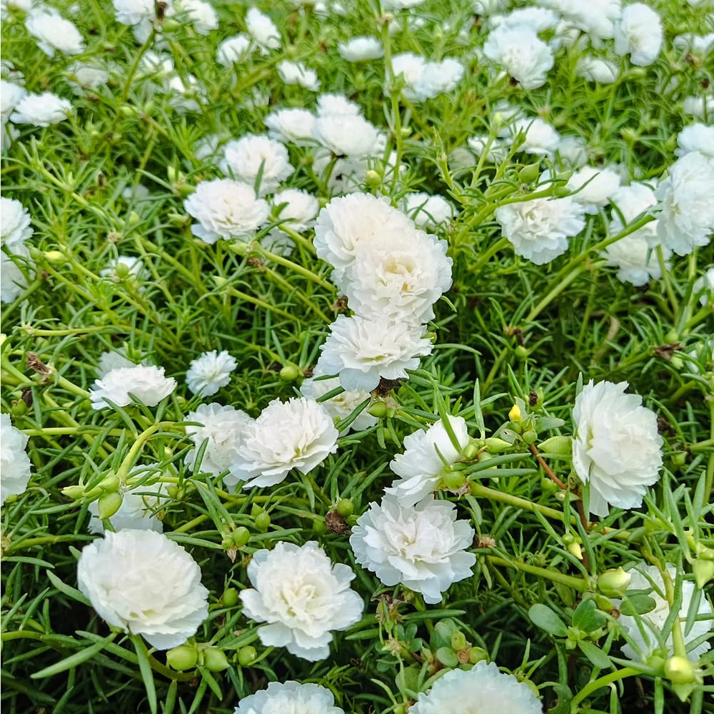Mixrug Moss Rose varied colors bloom from mid-summer through fall in containers.