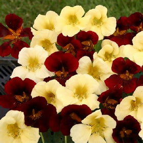 Compact dwarf nasturtium variety from Mixrug with bright blooms