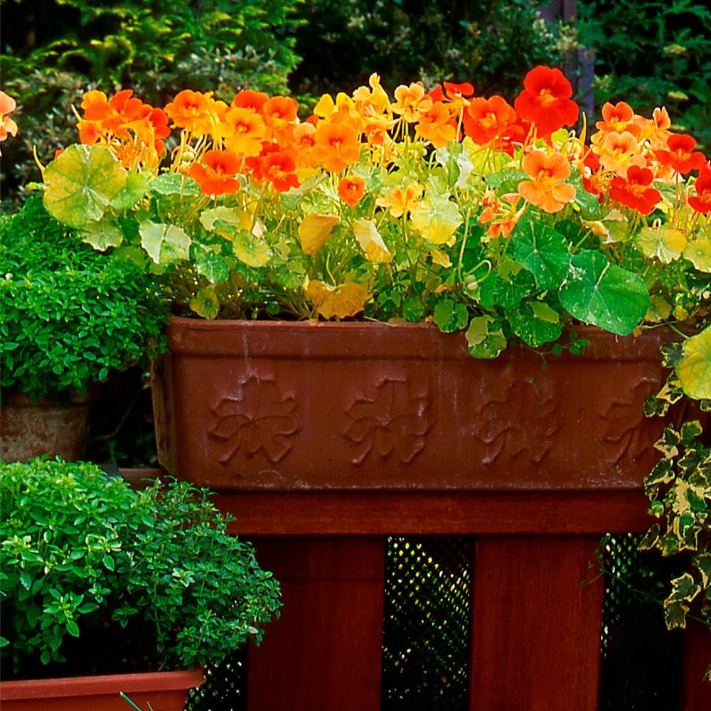 Edible nasturtium flowers and leaves from Mixrug