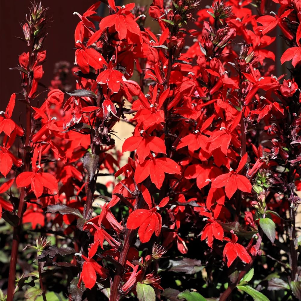 Mixrug attracts bees and butterflies, boosting pollinator-friendly garden scenes.