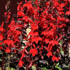 Mixrug attracts bees and butterflies, boosting pollinator-friendly garden scenes.