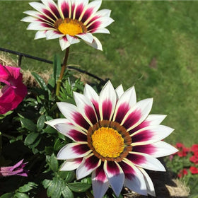 Mixrug Gazania plant image reflecting South African origin and reseeding potential