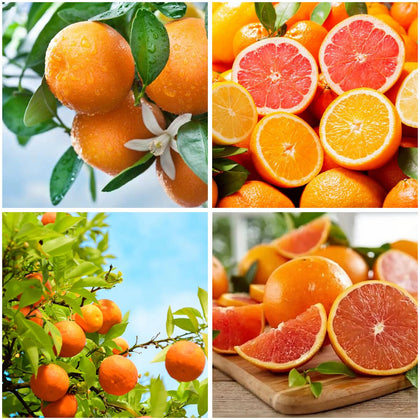 Mixrug navel orange seeds pack for home planting and citrus growth