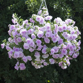 Mixrug Non-GMO heirloom petunia seeds for classic color