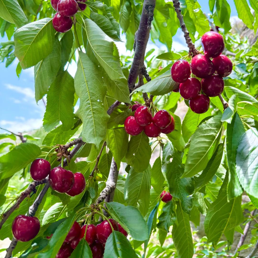 Mixrug non-gmo heirloom seeds emphasize authenticity and flavor potential.