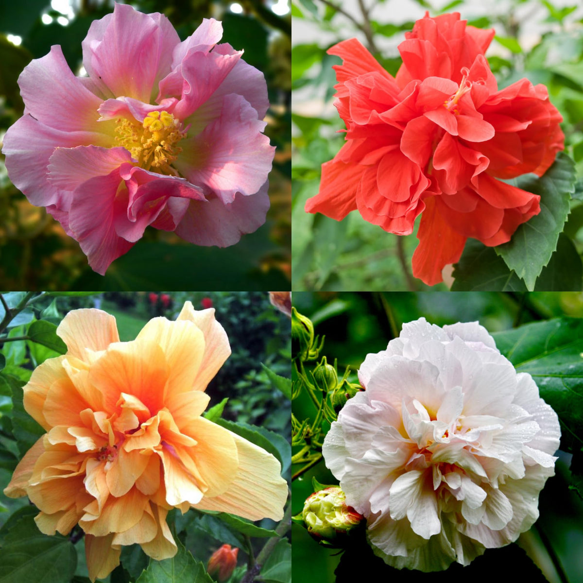Mixrug non-GMO heirloom hibiscus seeds ready to sow for lush blooms