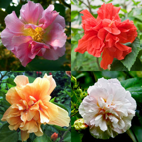 Mixrug non-GMO heirloom hibiscus seeds ready to sow for lush blooms
