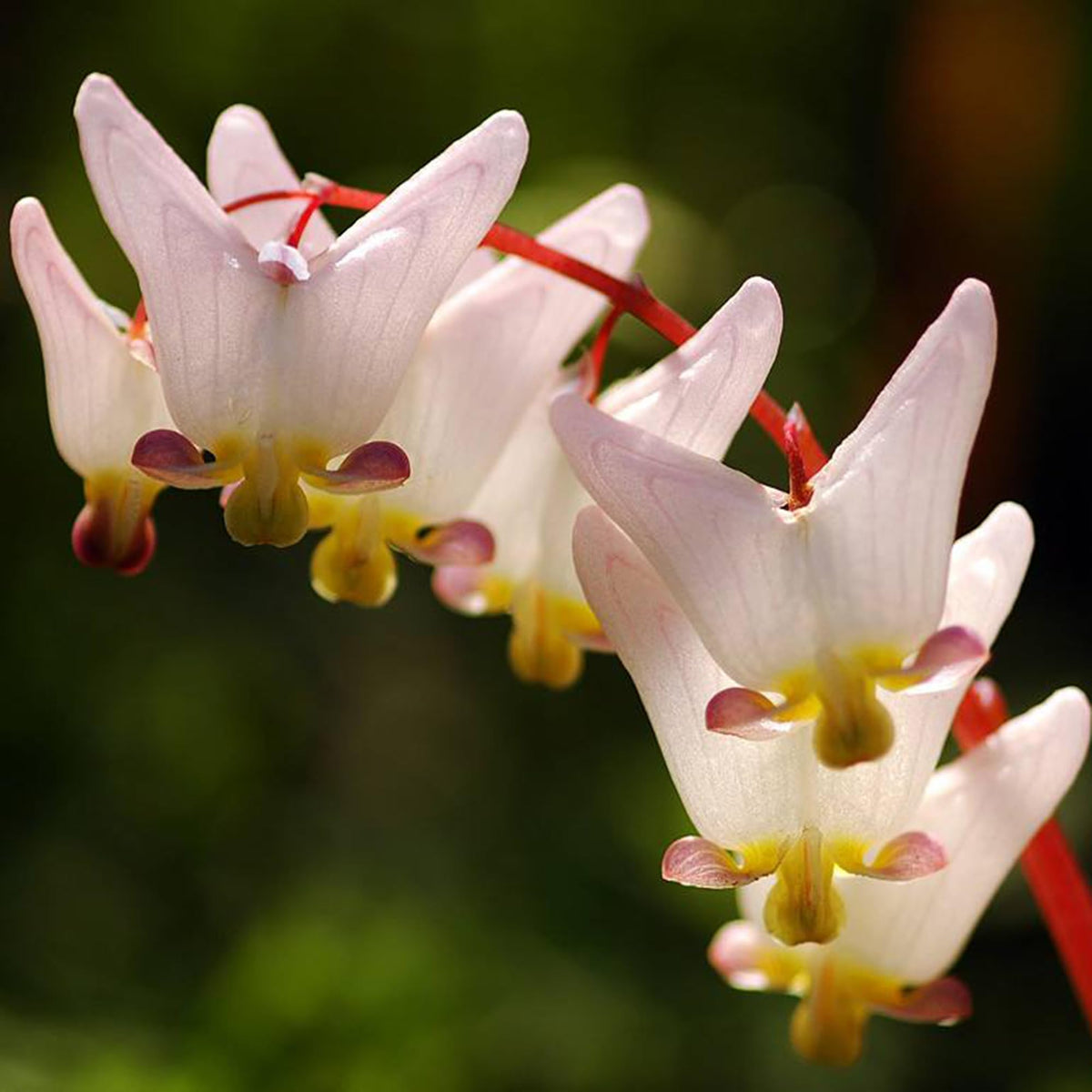Mixrug non-GMO heirloom seeds for enduring garden varieties.