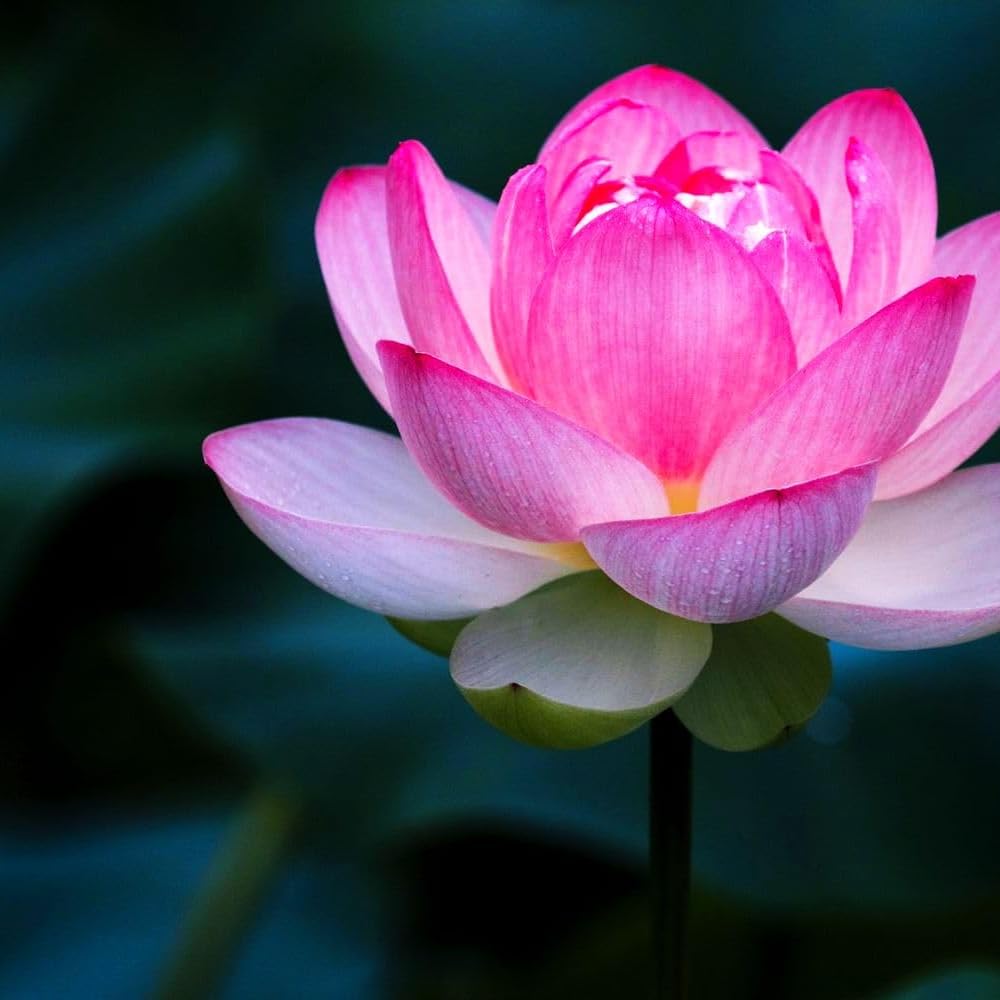 Mixrug non-GMO lotus seeds for confident planting experiences