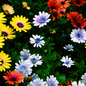 Mixrug Open-pollinated seeds support garden diversity and resilience.
