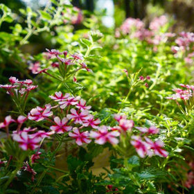 Mixrug open pollinated verbena seeds emphasize heirloom variety and garden biodiversity.