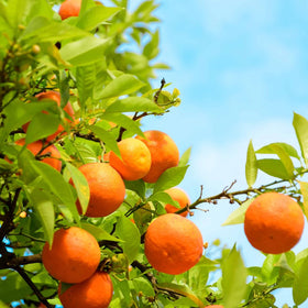 Mixrug orange tree growing well in a patio container