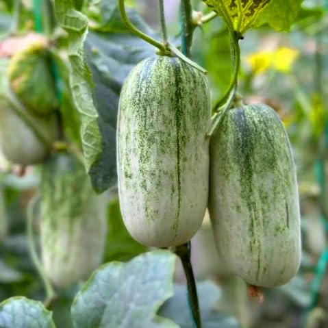 Mixrug Orangic Horned Melon cut-open showing orange-yellow pulp