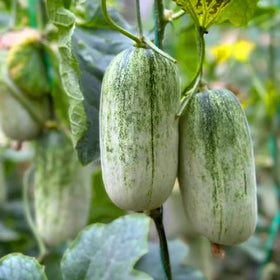 Mixrug Orangic Horned Melon cut-open showing orange-yellow pulp