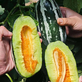 Mixrug Orangic Horned Melon in salad or drink preparation