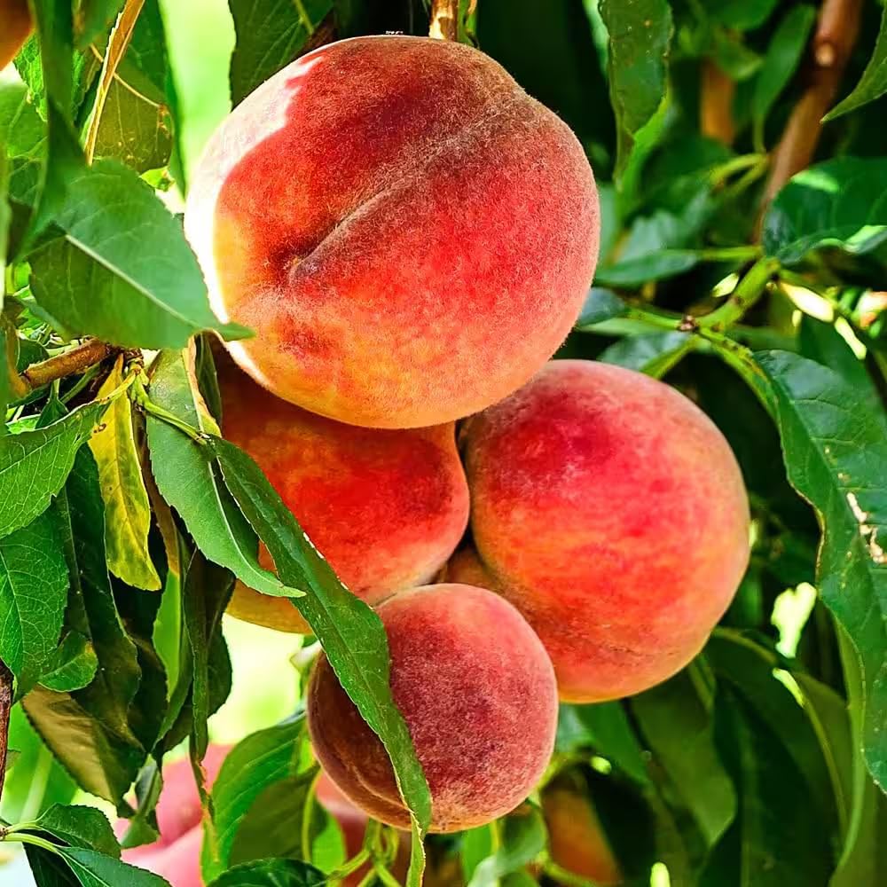 Mixrug organic peach seed close-up highlighting heirloom quality