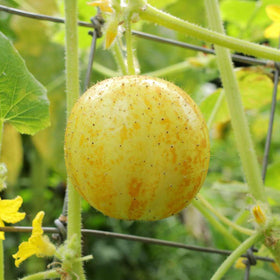 Mixrug organic seeds support eco-friendly home gardening and freshness