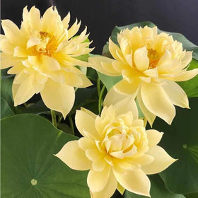 Mixrug lotus seeds ready to anchor in deep soil near water