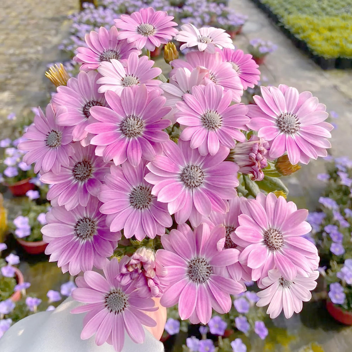Mixrug Osteospermum seeds ready to sow for vibrant summer color.
