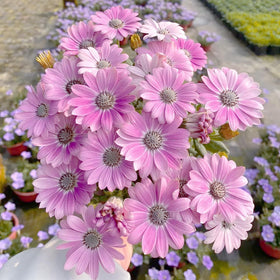 Mixrug Osteospermum seeds ready to sow for vibrant summer color.