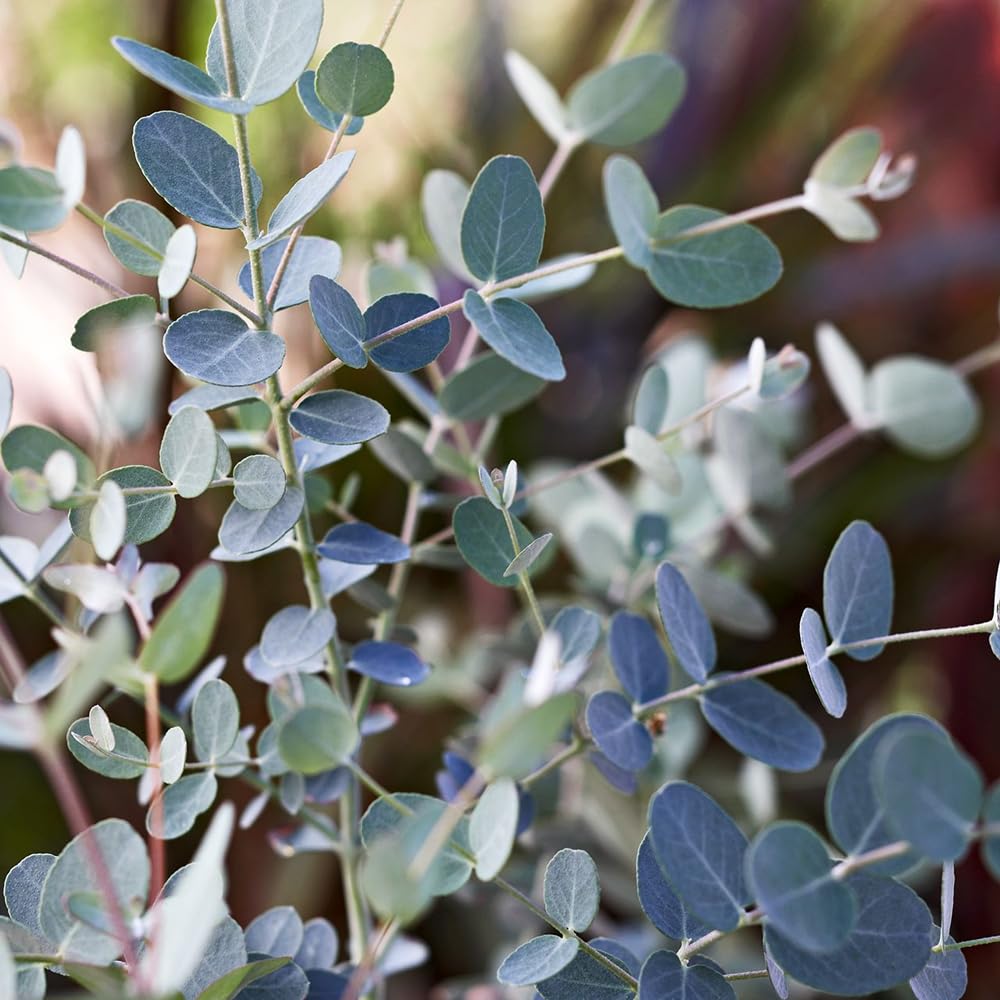 Mixrug outdoor planting shows sturdy growth in warm seasons
