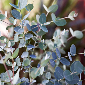 Mixrug outdoor planting shows sturdy growth in warm seasons