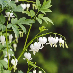 Mixrug outdoor garden seeds ideal for borders and mixed beds.