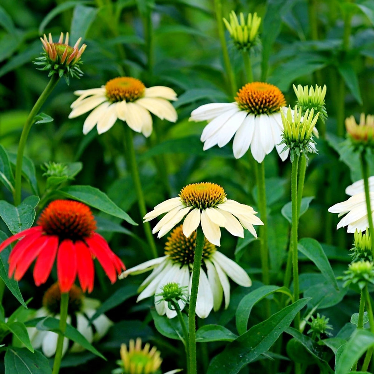 Mixrug outdoor landscape with echinacea adding wildlife-friendly focal points.