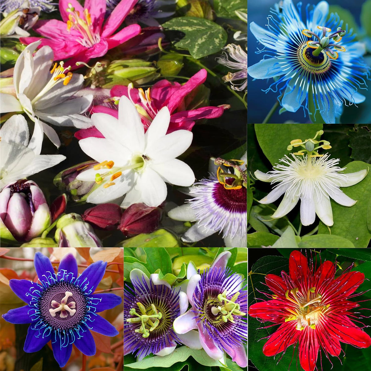 Mixrug passionflower seed pack close-up for easy planting and color-rich results.