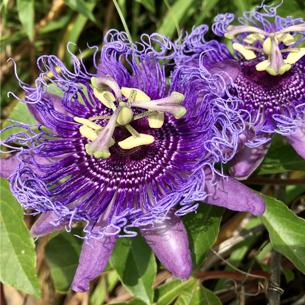 Mixrug passionflower fruit on vine hints at edible fruit potential.