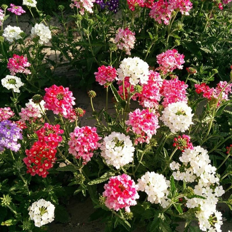 Mixrug pathways verbena border demonstrates versatile landscape use along borders.