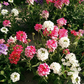 Mixrug pathways verbena border demonstrates versatile landscape use along borders.