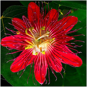 Mixrug patio garden setup with passionflower in a pot for decorative privacy.